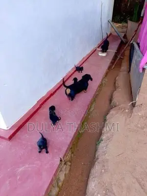 Dachshund Puppies