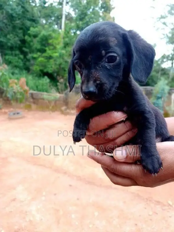 Dachshund Puppies