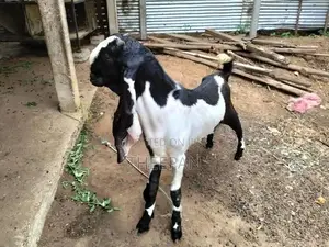 Farm Goat