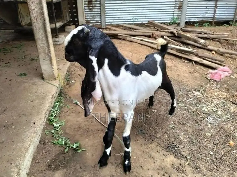 Farm Goat