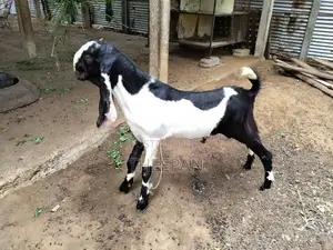 Farm Goat