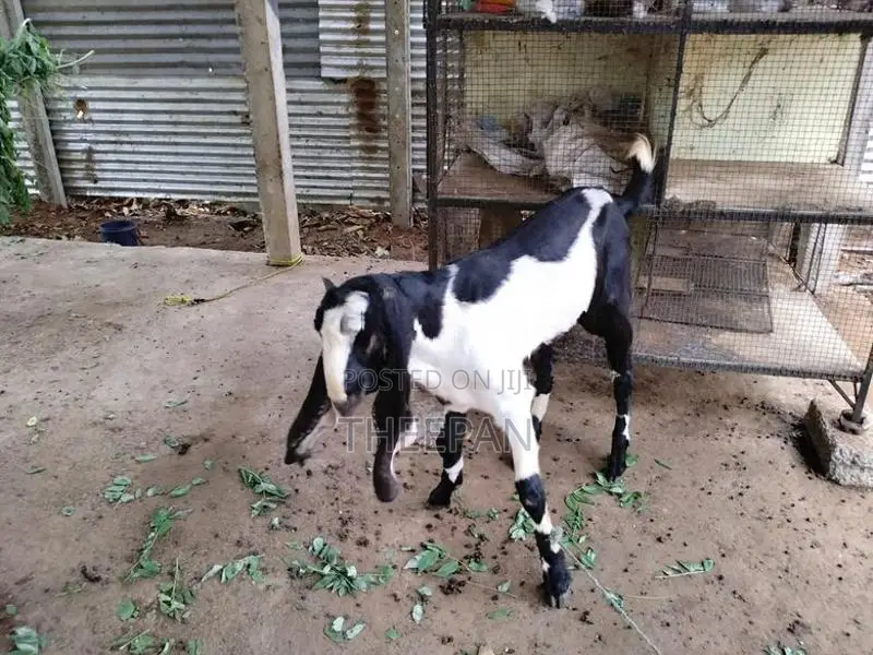 Farm Goat