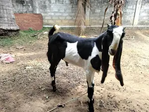 Farm Goat