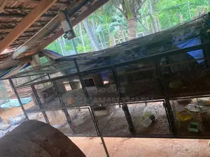 Birds Cages