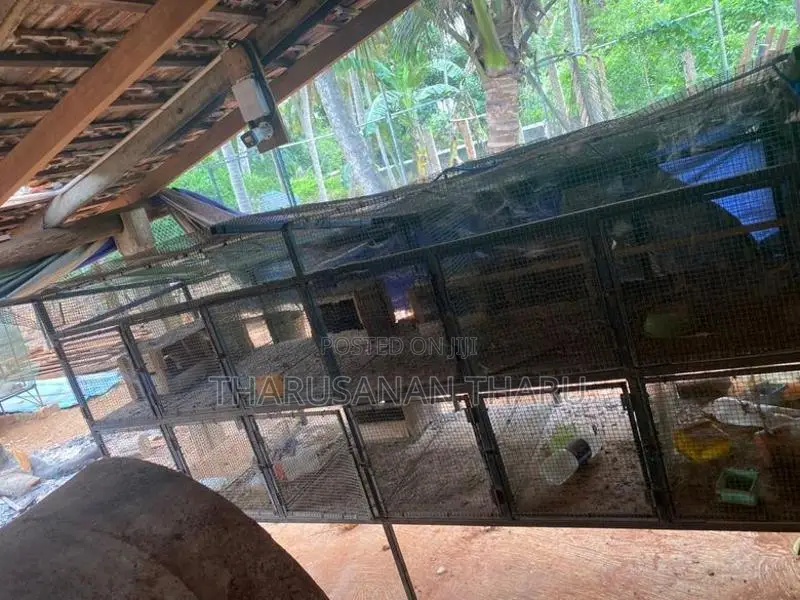 Birds Cages
