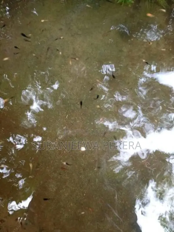 Baby Mollies Fish