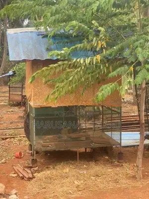 Birds Cages