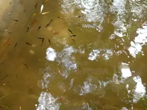 Baby Mollies Fish