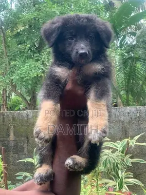 German Shepherd Long Coat