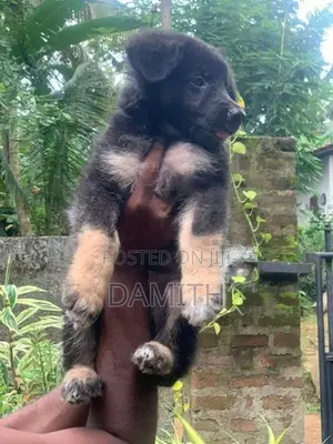 German Shepherd Long Coat