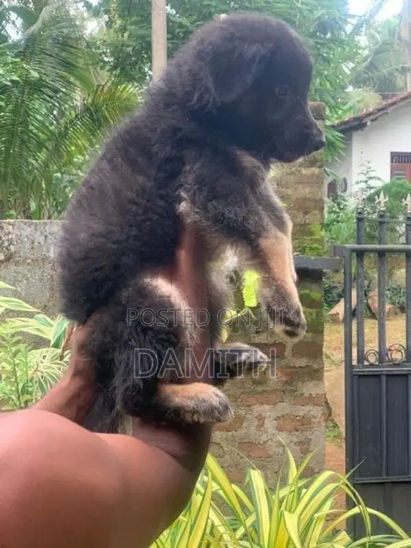 German Shepherd Long Coat
