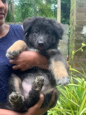 German Shepherd Long Coat
