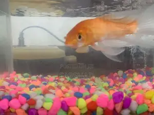 Fish Tank with