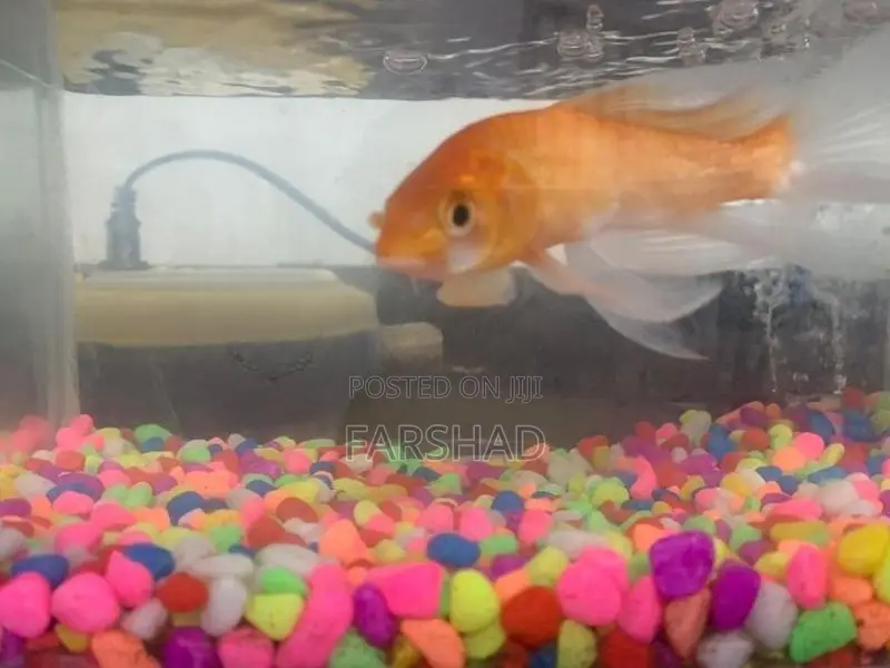 Carp Fish