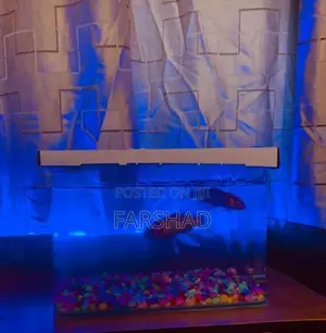 Carp Fish