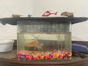 Carp Fish