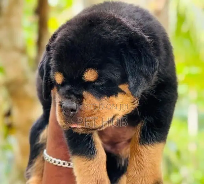 Rottweiler Puppies