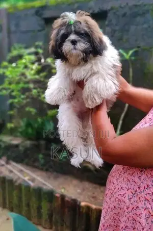 Shih Tzu Puppy