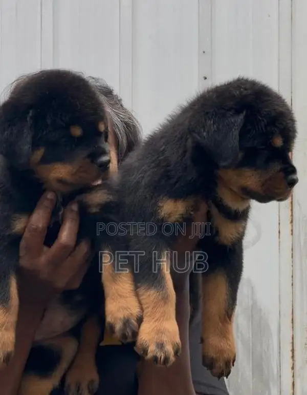 Rottweiler Puppies