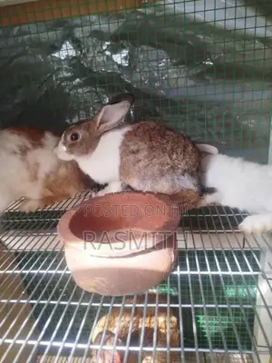 Rabbits