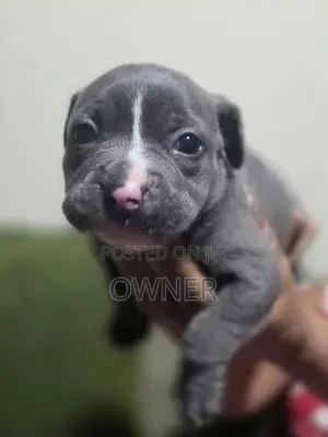 American Bully Puppies