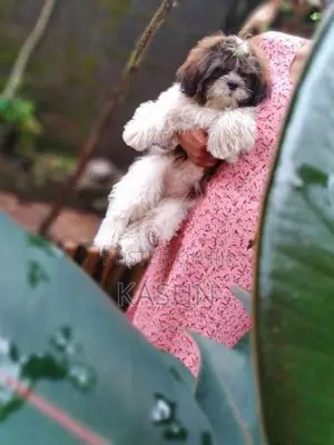 Shih Tzu Puppy