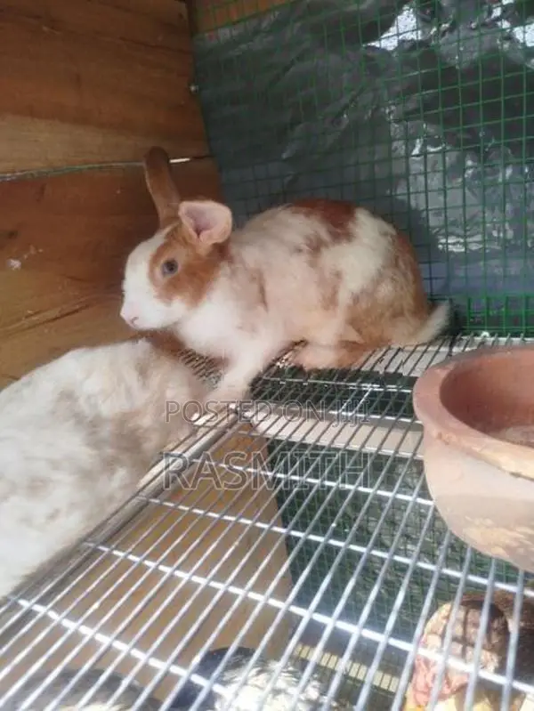 Rabbits