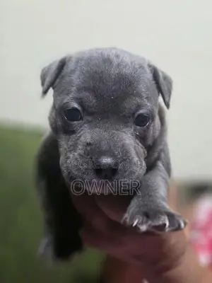American Bully Puppies