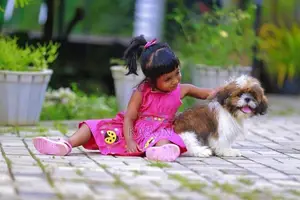 Shih Tzu Puppy