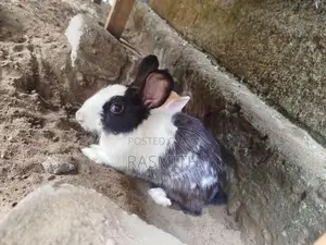 Rabbits