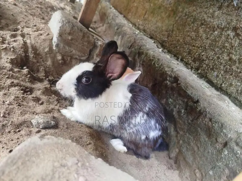 Rabbits