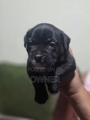 American Bully Puppies