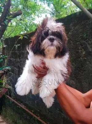 Shih Tzu Puppy