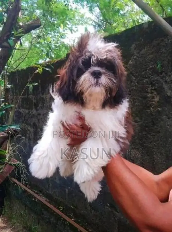 Shih Tzu Puppy