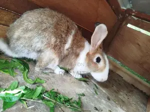 Rabbits