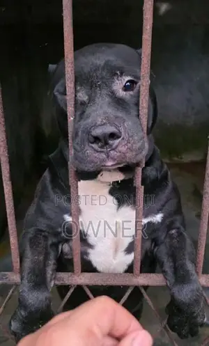 American Bully Puppies