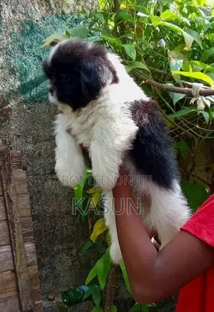 Shih Tzu Puppy