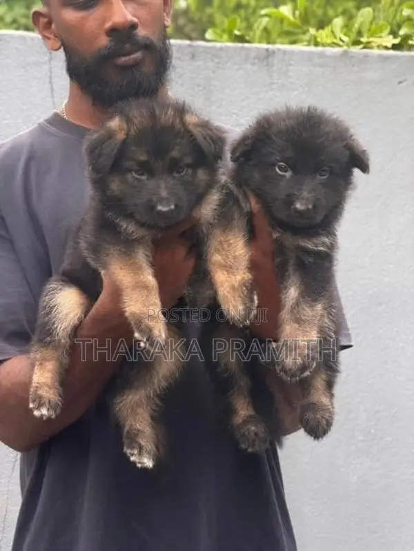 Garman Shephed Puppys