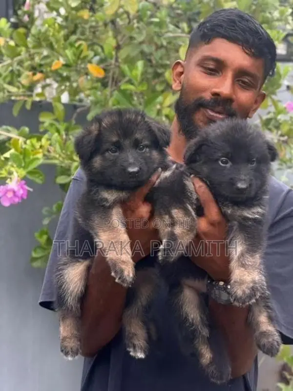 Garman Shephed Puppys