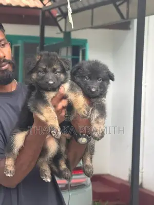 Garman Shephed Puppys