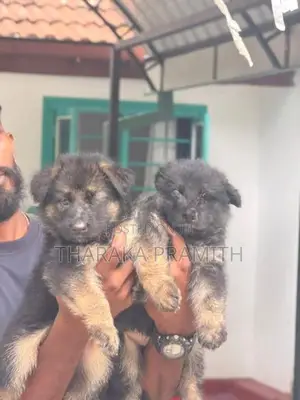 Garman Shephed Puppys