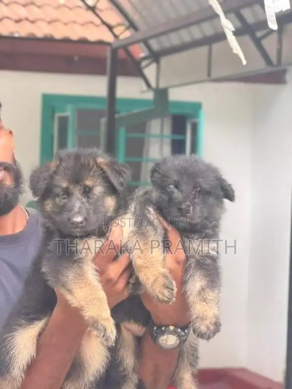 Garman Shephed Puppys