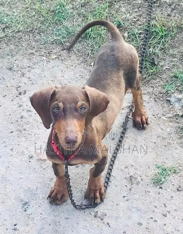 Doberman Mix Puppy