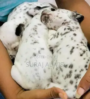Delmation Puppies