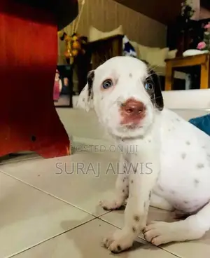 Delmation Puppies