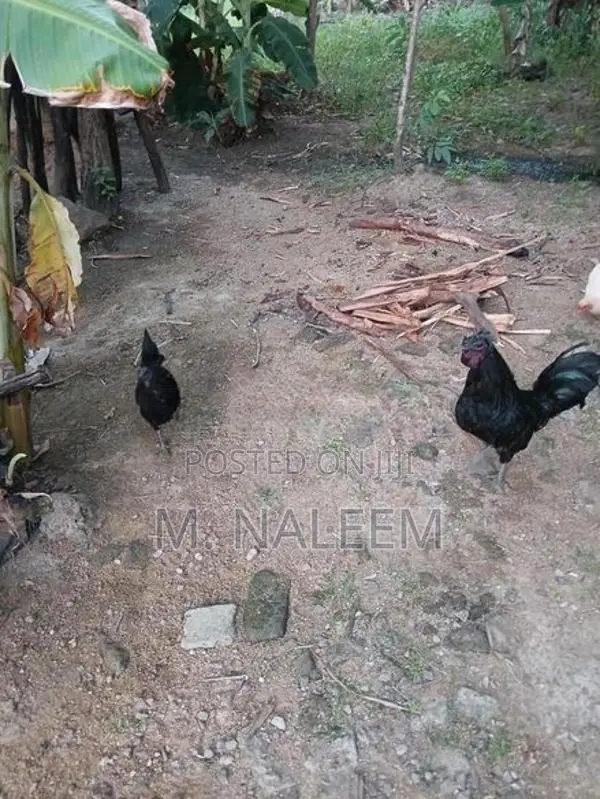 கருங்கோழி