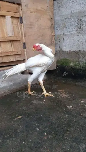 Parrot Beak
