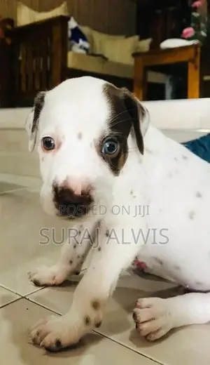 Delmation Puppies