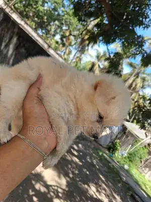 Lion pomeranian puppy