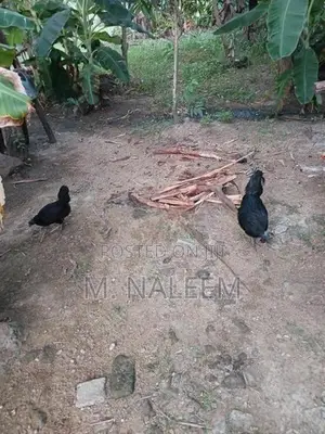 கருங்கோழி